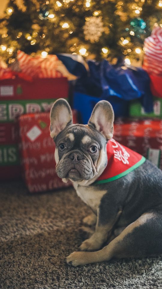 Cup of chai on a tray in warm evening light